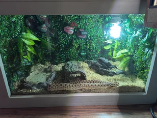 Hognose Snake Normal