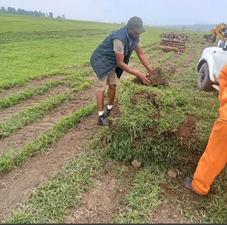Instant roll on lawn grass// buffalo grass// kikuyu grass