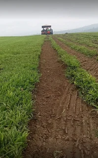 Instant roll on lawn grass// buffalo grass// kikuyu grass