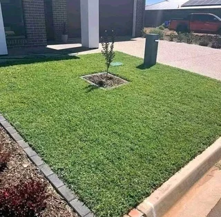 Buffalo grass// compost// decorative stones plus