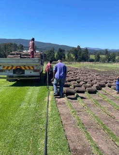 Natural roll on lawn grass//kikuyu grass// buffalo grass