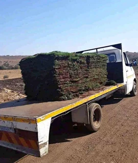 Natural roll on lawn grass//kikuyu grass// buffalo grass