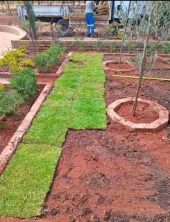 Instant roll on lawn grass// buffalo grass