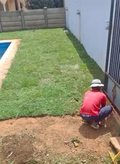 Instant roll on lawn grass// buffalo grass