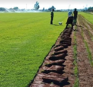 Kikuyu roll on lawn grass// buffalo instant roll on lawn grass