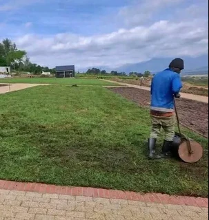 Buffalo grass// kikuyu grass//compost and mulch barks
