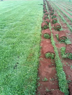 Buffalo grass// kikuyu grass//compost and mulch barks