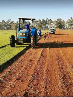 Instant roll on lawn grass// buffalo grass and kikuyu grass