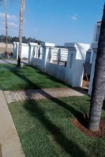 Instant roll on lawn grass// buffalo grass and kikuyu grass