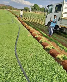 Instant roll on lawn grass// buffalo grass and kikuyu grass