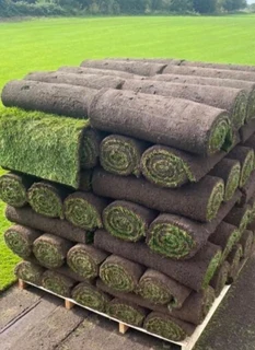 Instant roll on lawn grass and artificial turf grass