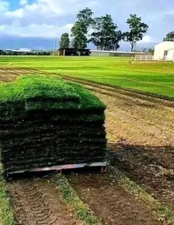 Instant roll on lawn grass and artificial turf grass