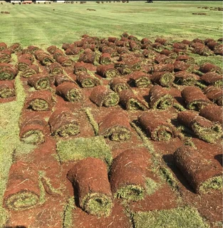 Instant roll on lawn grass// compost