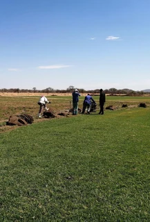 Instant roll on on lawn grass// buffalo grass// kikuyu grass