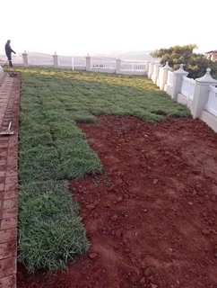 Instant roll on lawn grass// buffalo grass//kikuyu grass