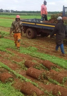 Instant roll on lawn grass// buffalo grass//kikuyu grass