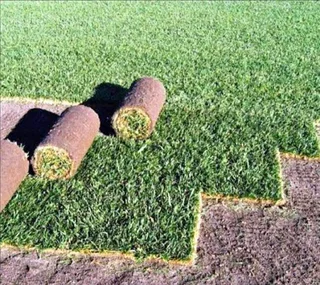 Artificial synthetic grass and natural roll on lawn grass