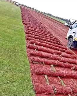 Instant roll on lawn grass// buffalo grass// kikuyu grass