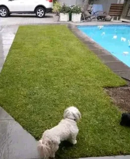 Buffalo grass// kikuyu grass// and decorative stones pebbles