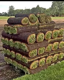 Buffalo grass// kikuyu grass// and decorative stones pebbles