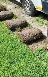 Buffalo grass// kikuyu grass// and decorative stones pebbles