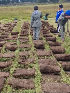 Artifical grass//Instant roll on lawn grass// buffalo grass// kikuyu grass