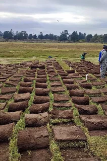 Artifical grass//Instant roll on lawn grass// buffalo grass// kikuyu grass
