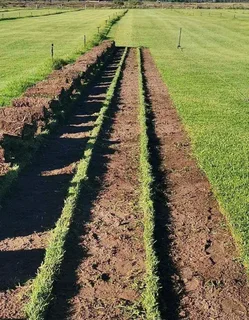 Artifical grass//Instant roll on lawn grass// buffalo grass// kikuyu grass