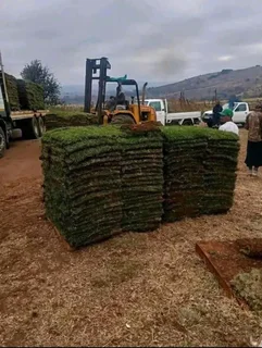 Artifical grass//Instant roll on lawn grass// buffalo grass// kikuyu grass