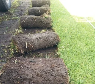 Buffalo grass// kikuyu grass// decorative stones pebbles