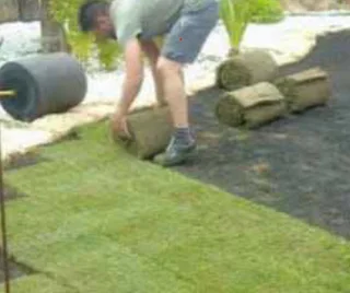 Instant roll on lawn grass// buffalo grass//kikuyu grass and compost