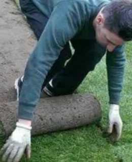 Instant roll on lawn grass// buffalo grass//kikuyu grass and compost