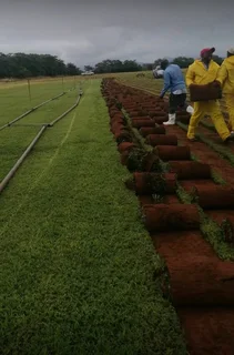 Instant roll on lawn grass// buffalo grass// grass