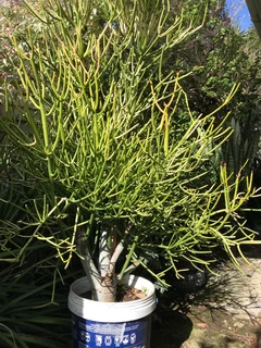 Cca 1,3m tall Euphorbia tirucalli Firesticks