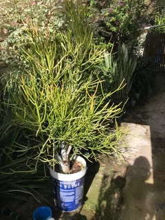 Cca 1,3m tall Euphorbia tirucalli Firesticks