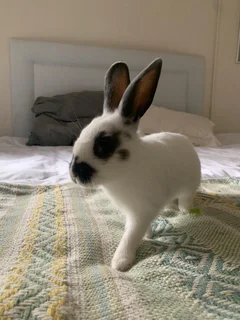 Bunny - Ad posted by Lynne-Mari Vos