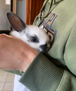 Bunny - Ad posted by Lynne-Mari Vos