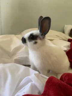 Bunny - Ad posted by Lynne-Mari Vos