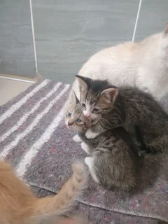 Kittens for sale