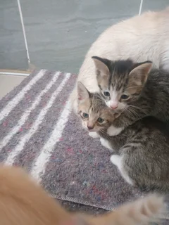 Kittens for sale