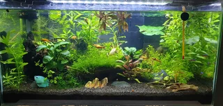 Complete Fish Tank 60L &amp; All Gadgets