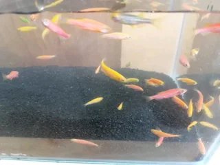 Guppies and clowns