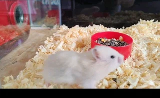 Hamsters (white)