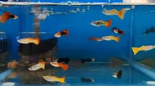 Guppies male show guppies