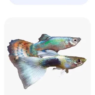 Guppies male show guppies