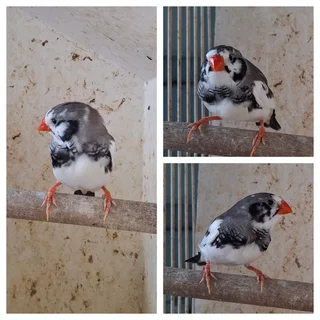 Zebra finches