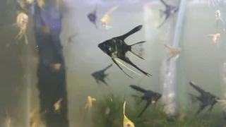 JUVENILE  Angelfish