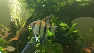 JUVENILE  Angelfish