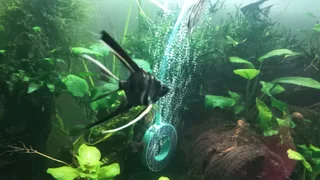 Juvenile  Veiltail Angelfish