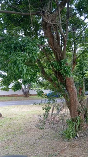 Tree felling and removal